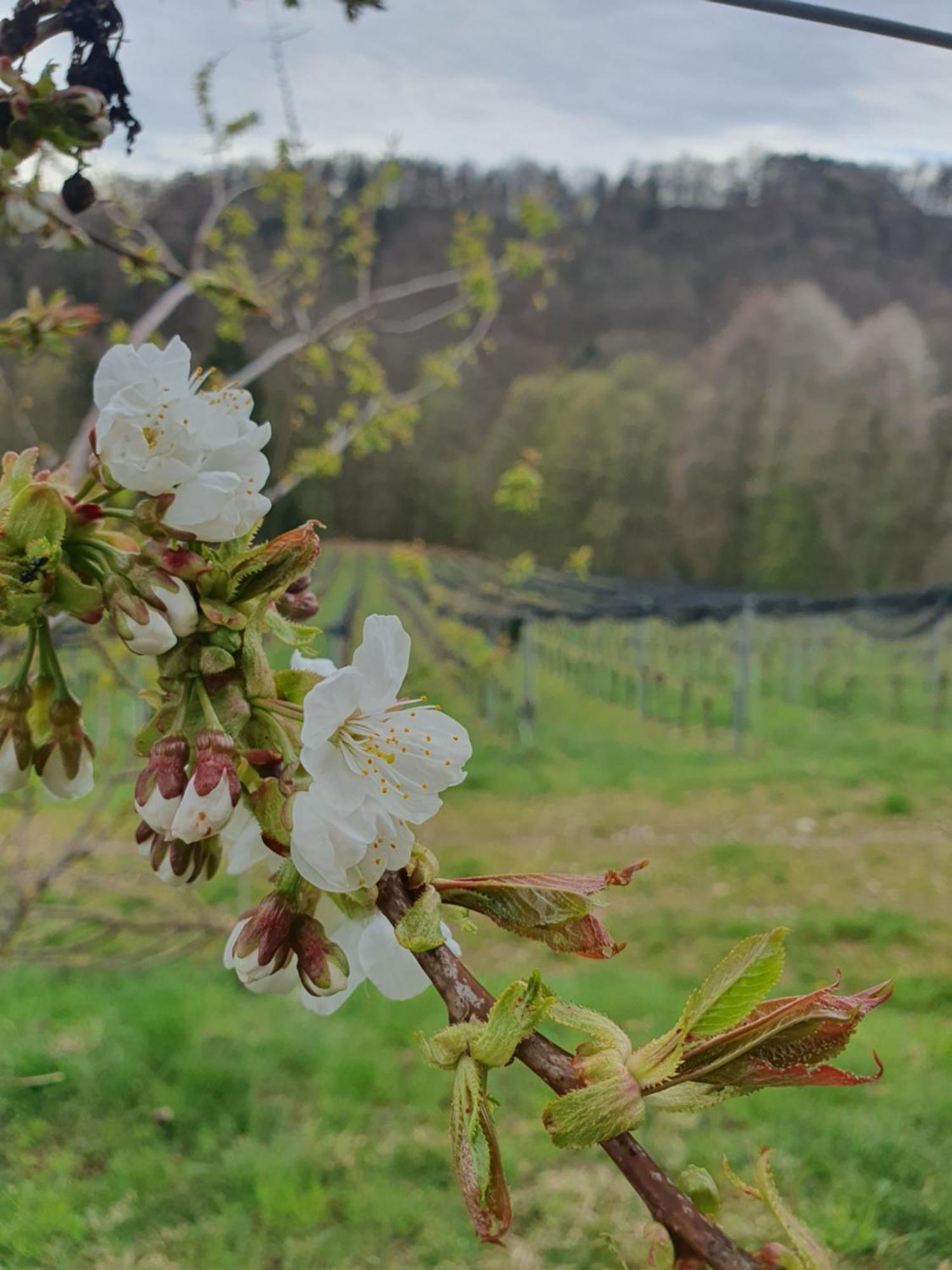 Апартаменты Weingut Pugl Лейбниц Экстерьер фото